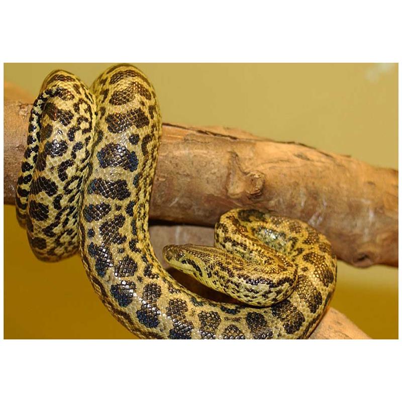 Anaconda galbena (Eunectes notaeus) - imagine 4